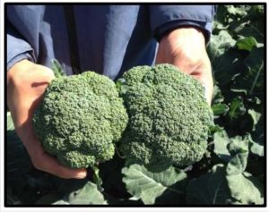 brocolli