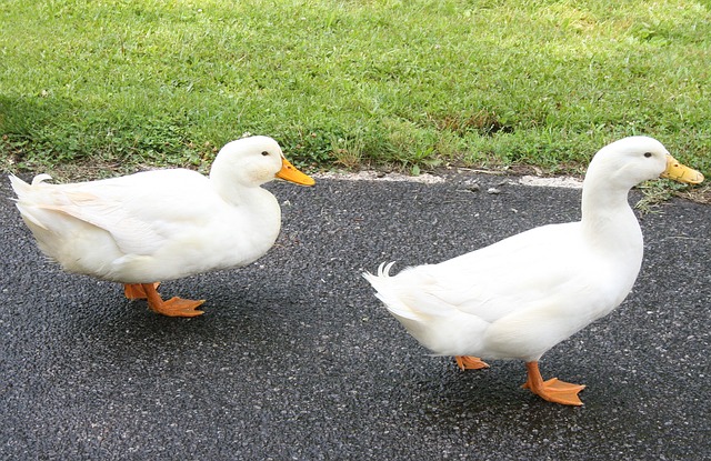 ducks-381961_640
