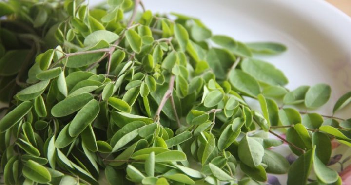 Moringa oleifera